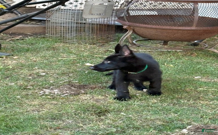 German Shepherd dogs for sale - Ad 1