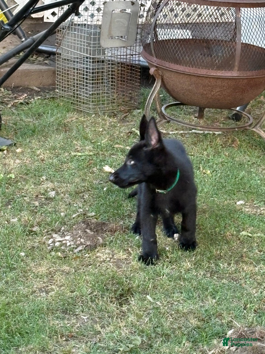 German Shepherd dogs for sale: Riley Bella Badger - Image 1