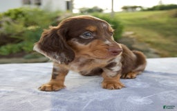 Miniature Dachshund dogs for sale: Forest - Image 3