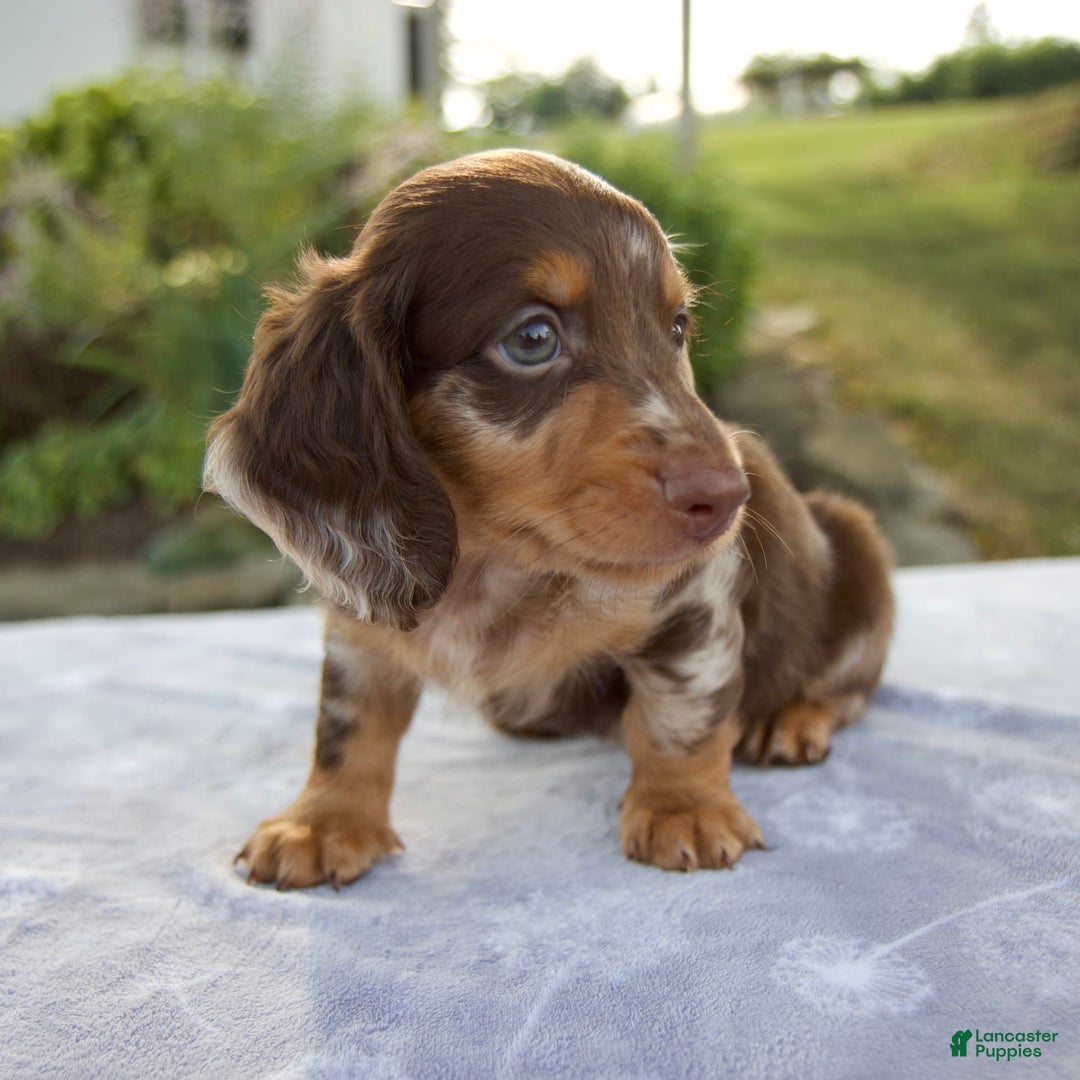 Miniature Dachshund dogs for sale: Forest - Image 3