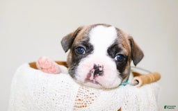 French Bulldog dogs for sale: Odin Akc - Image 6