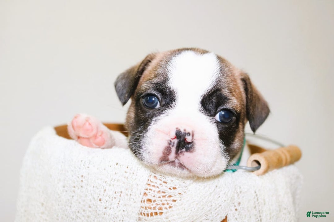 French Bulldog dogs for sale: Odin Akc - Image 6