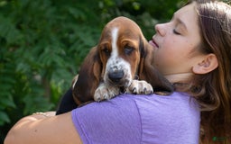 Basset Hound dogs for sale: Rocky - Image 17