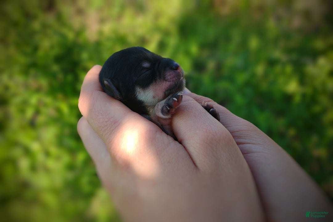 Morkie dogs for sale: Cream Point Ladybug - Image 17