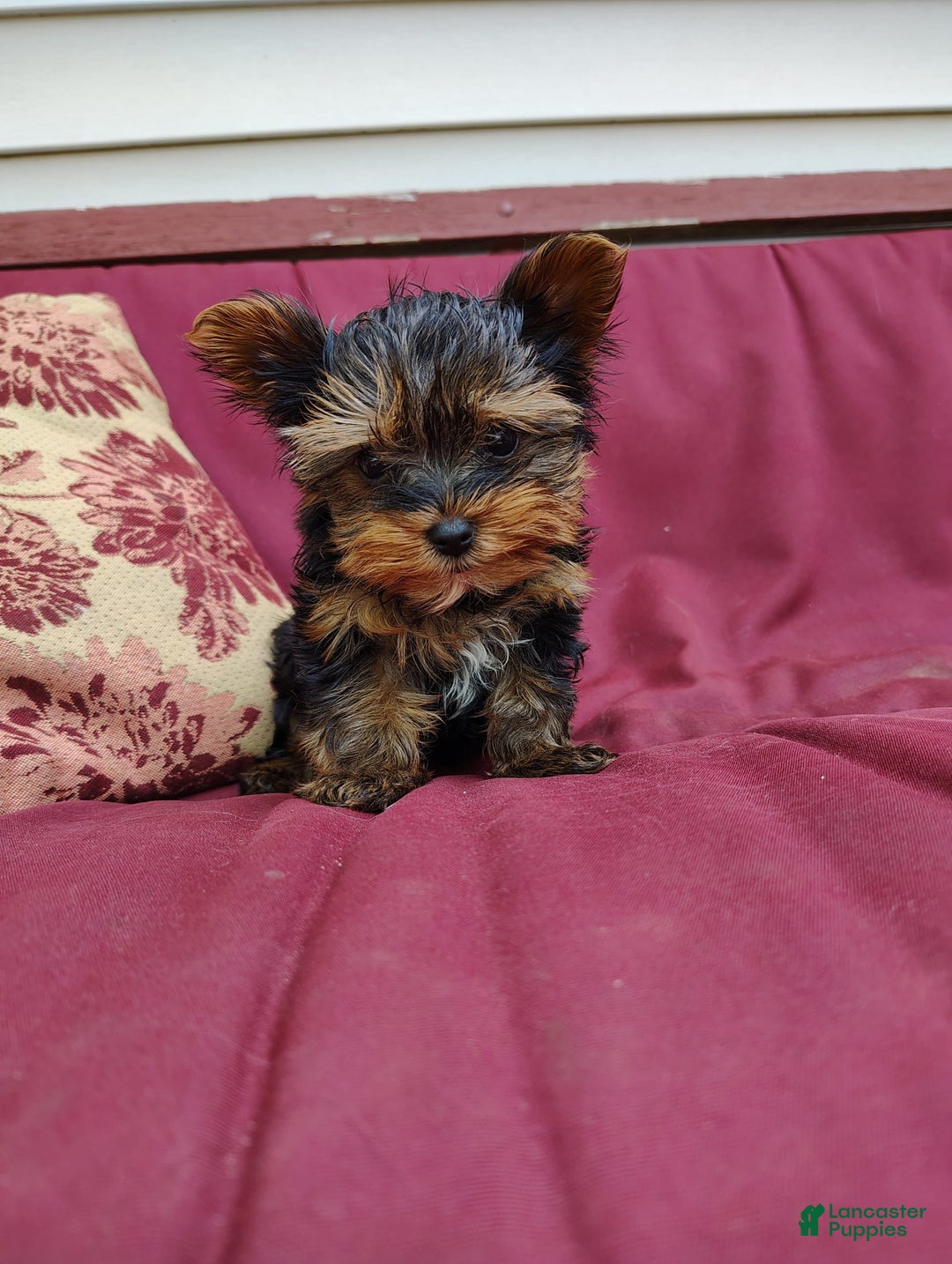 Yorkshire Terrier dogs for sale: Gene - Image 3