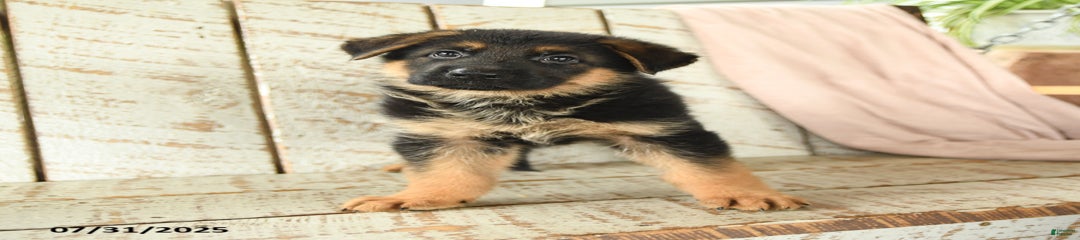 Wilson