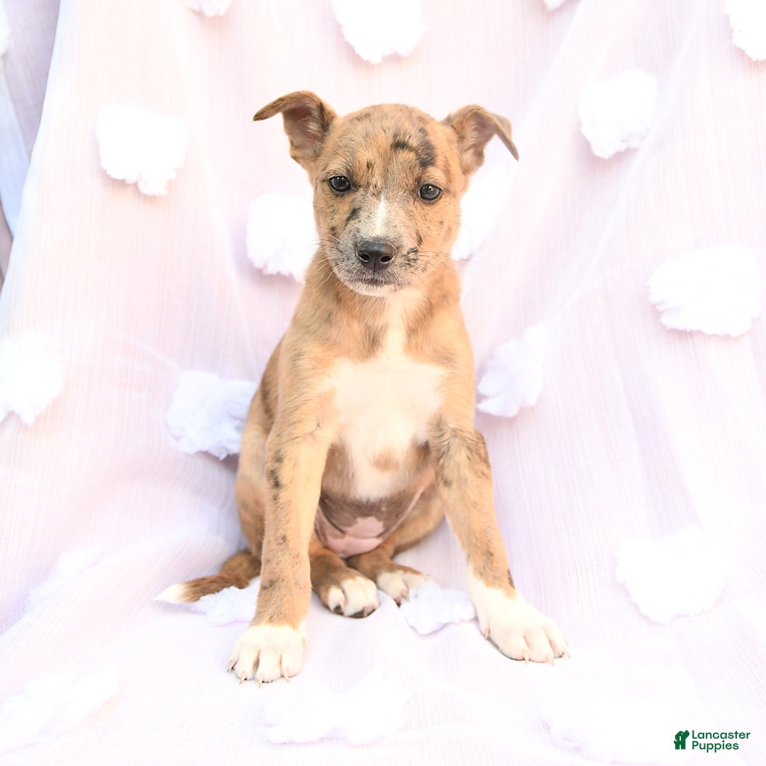 Siberian Husky dogs for sale: Bailey - Image 1