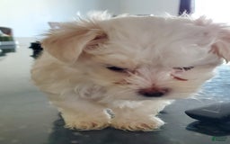 Maltese dogs for sale: Papaya - Image 3