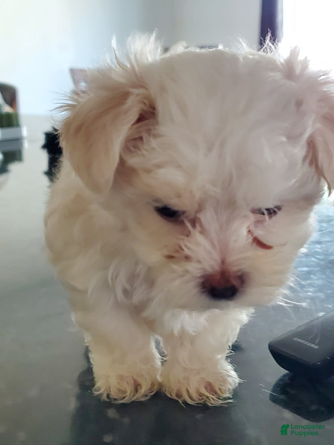 Maltese dogs for sale: Papaya - Image 3