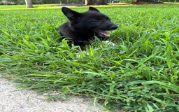Border Collie dogs for sale: Tia - Image 1