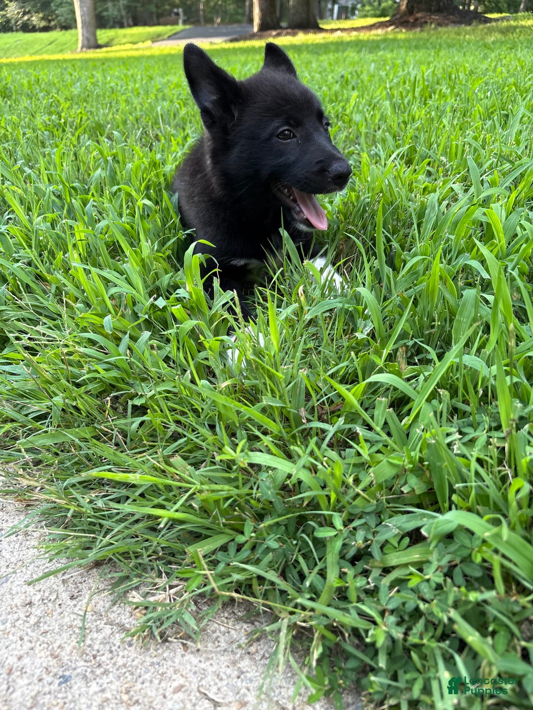 Border Collie dogs for sale: Tia - Image 1