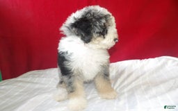 Bernedoodle dogs for sale: Roxy - Image 4