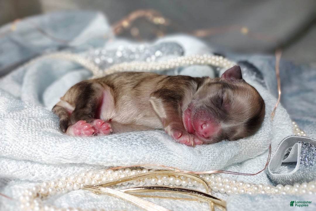 Morkie dogs for sale: Rare Merle Ember - Image 5