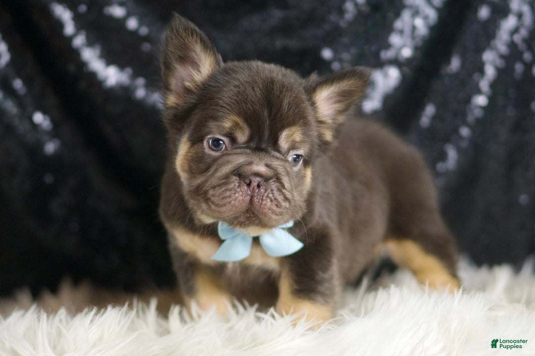 French Bulldog dogs for sale: Bentley - Image 6