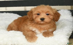 Havapoo dogs for sale: Asher - Image 7