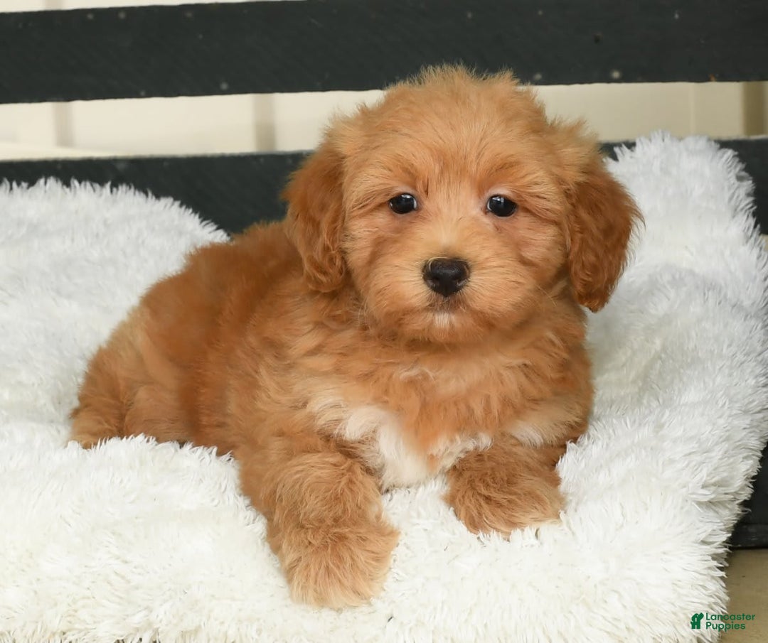 Havapoo dogs for sale: Asher - Image 7