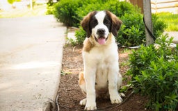 Saint Bernard dogs for sale: Madison - Image 2