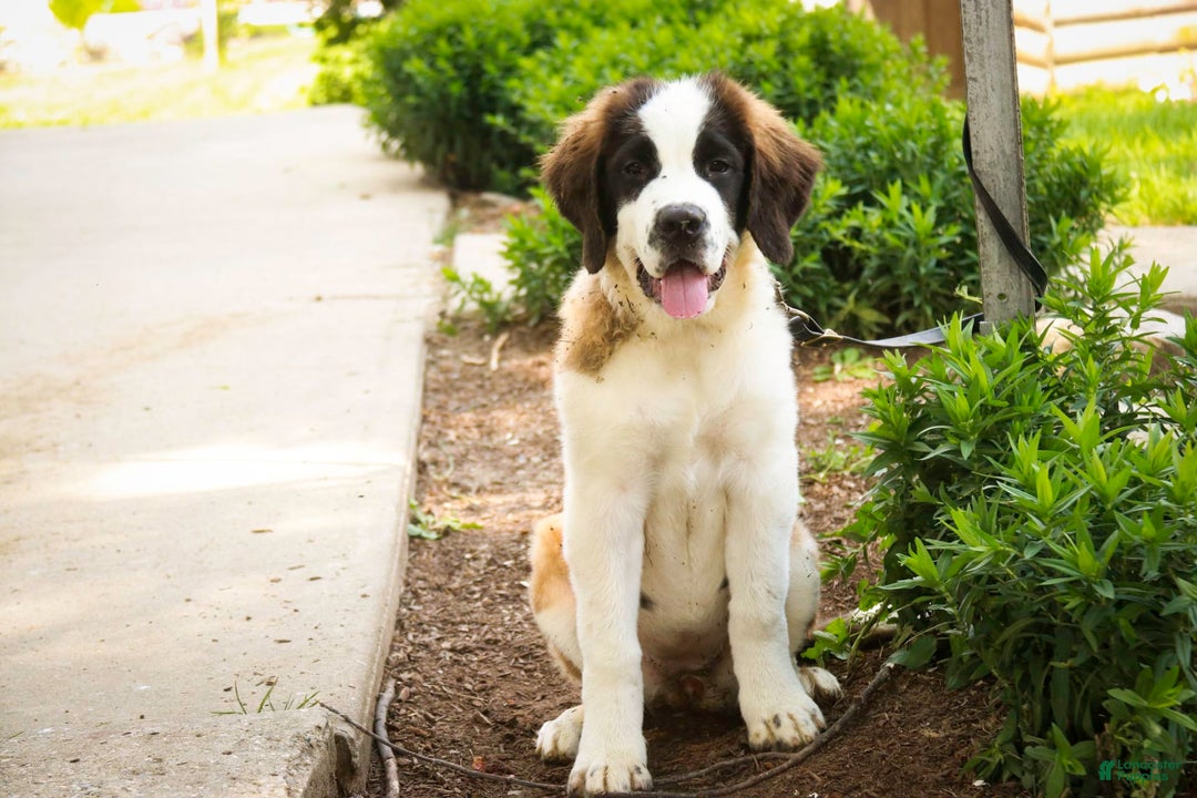 Saint Bernard dogs for sale: Madison - Image 2
