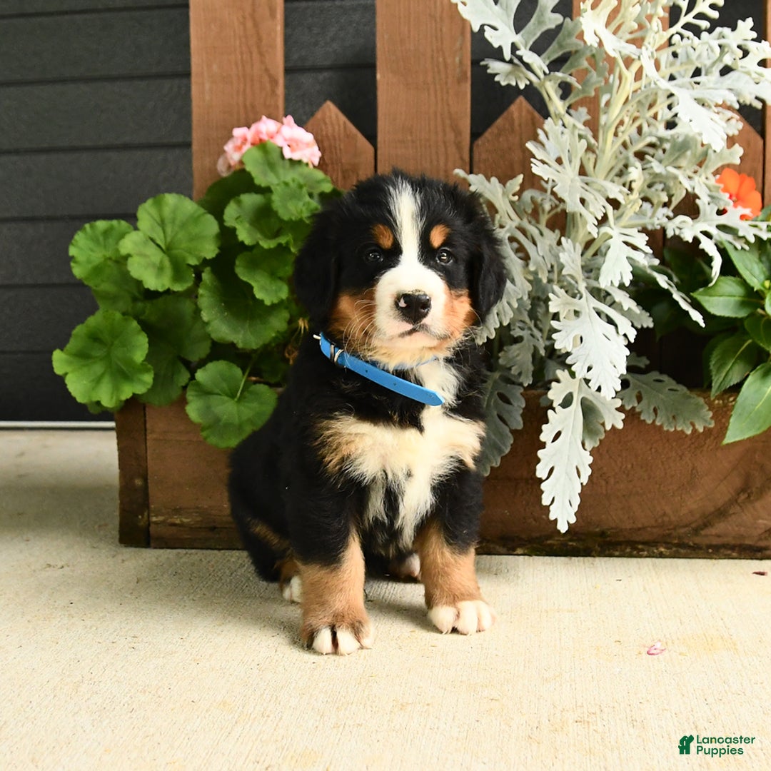 Bernese Mountain Dog dogs for sale: Max - Image 6