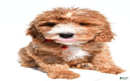 Mini Goldendoodle dogs for sale: Twinkie - Image 3