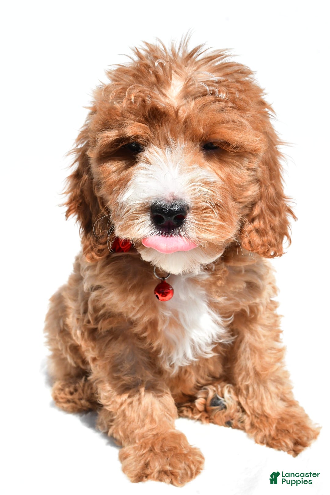 Mini Goldendoodle dogs for sale: Twinkie - Image 3