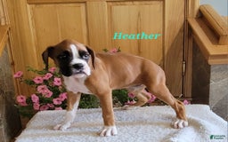 Boxer dogs for sale: Heather - Image 7