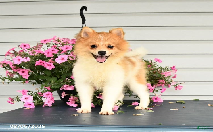 Pomeranian dogs for sale - Ad 2
