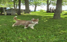 Siberian Husky dogs for sale: Glory - Image 3