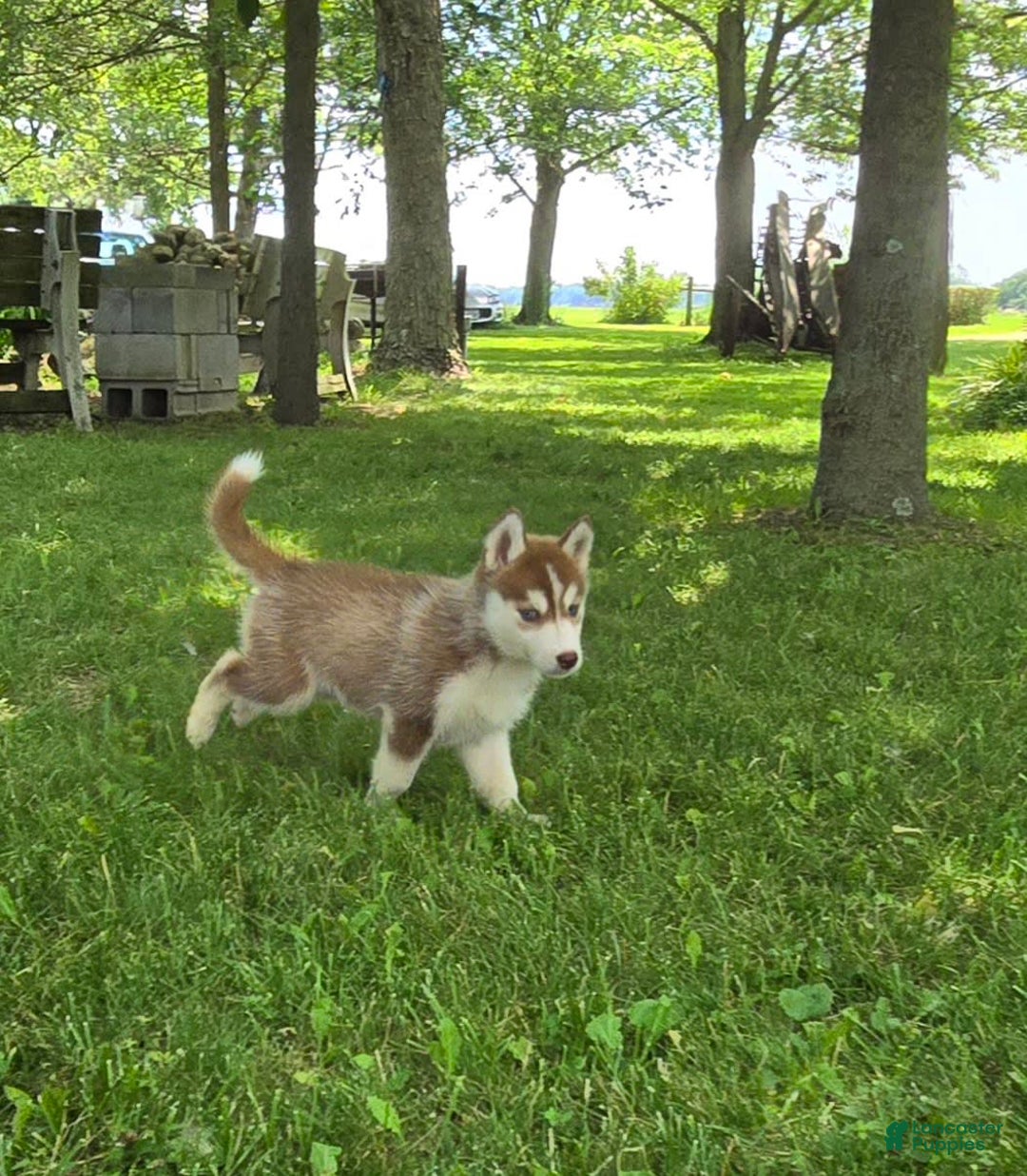 Siberian Husky dogs for sale: Glory - Image 3