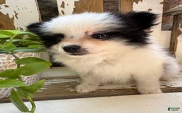 Pomeranian dogs for sale: Bear - Image 6