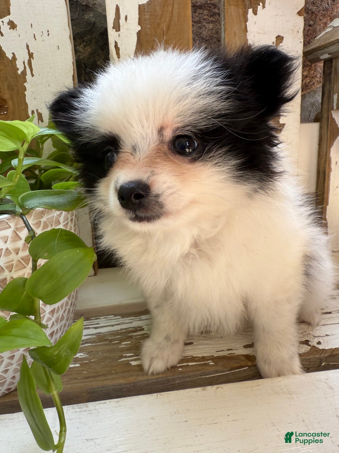 Pomeranian dogs for sale: Bear - Image 6