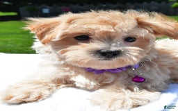 Maltipoo dogs for sale: Kori - Image 6