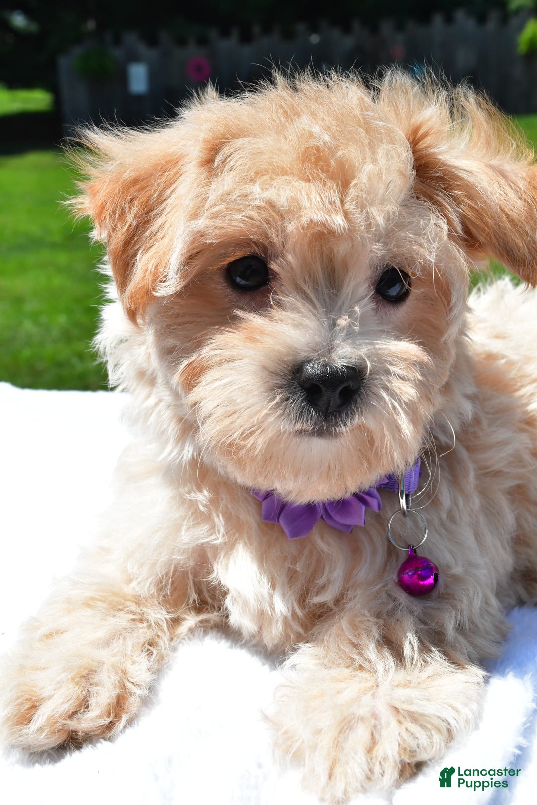 Maltipoo dogs for sale: Kori - Image 6