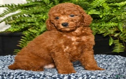 Miniature Poodle dogs for sale: Zinc - Image 2