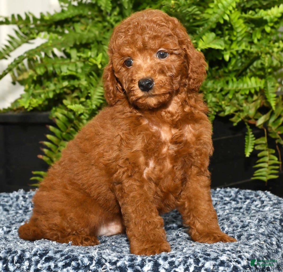 Miniature Poodle dogs for sale: Zinc - Image 2