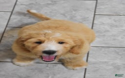 Goldendoodle dogs for sale: Sophie - Image 1