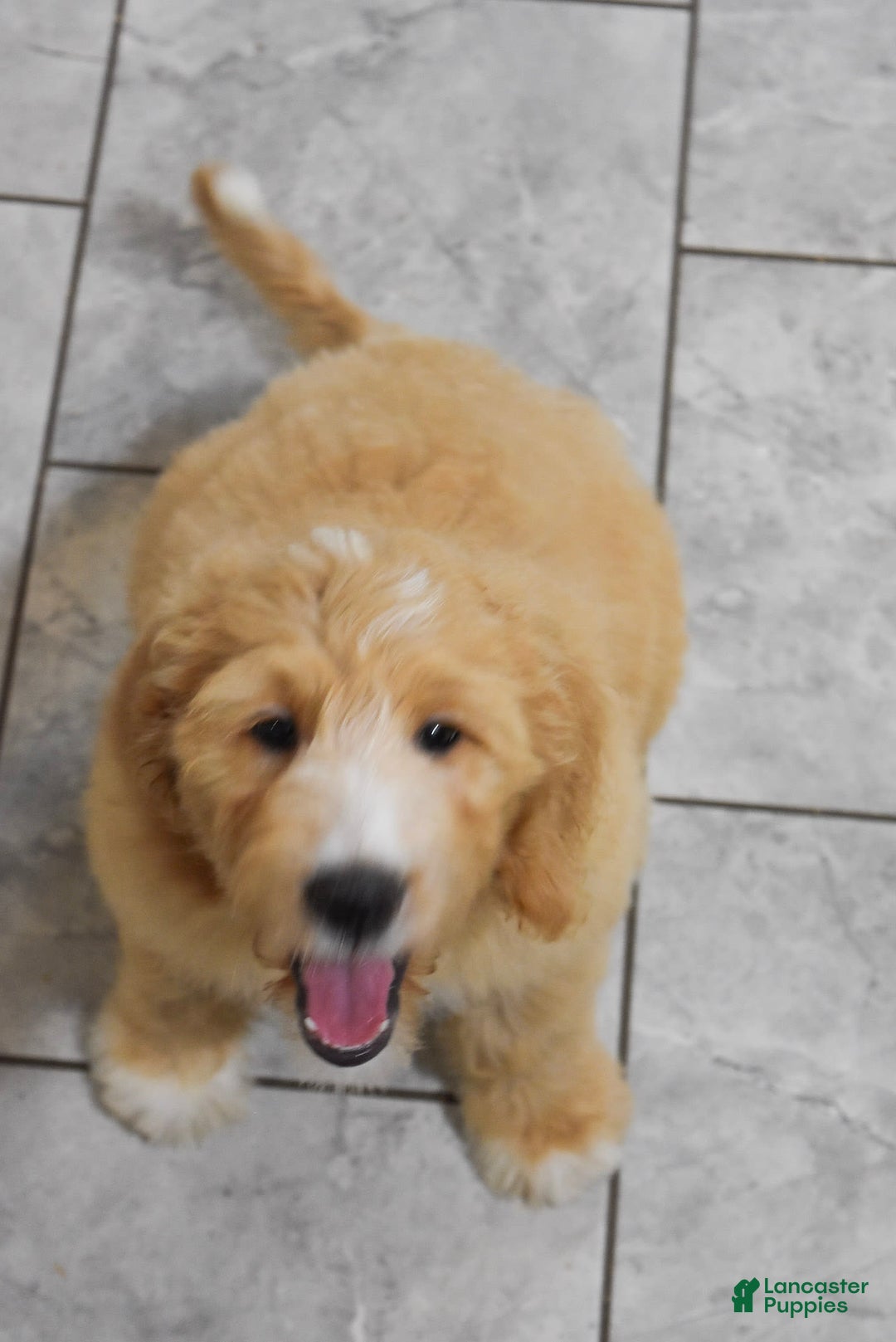 Goldendoodle dogs for sale: Sophie - Image 1