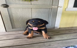 Rottweiler dogs for sale: Vans - Image 4