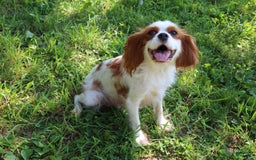 Cavalier King Charles Spaniel dogs for sale: Sage - Image 11