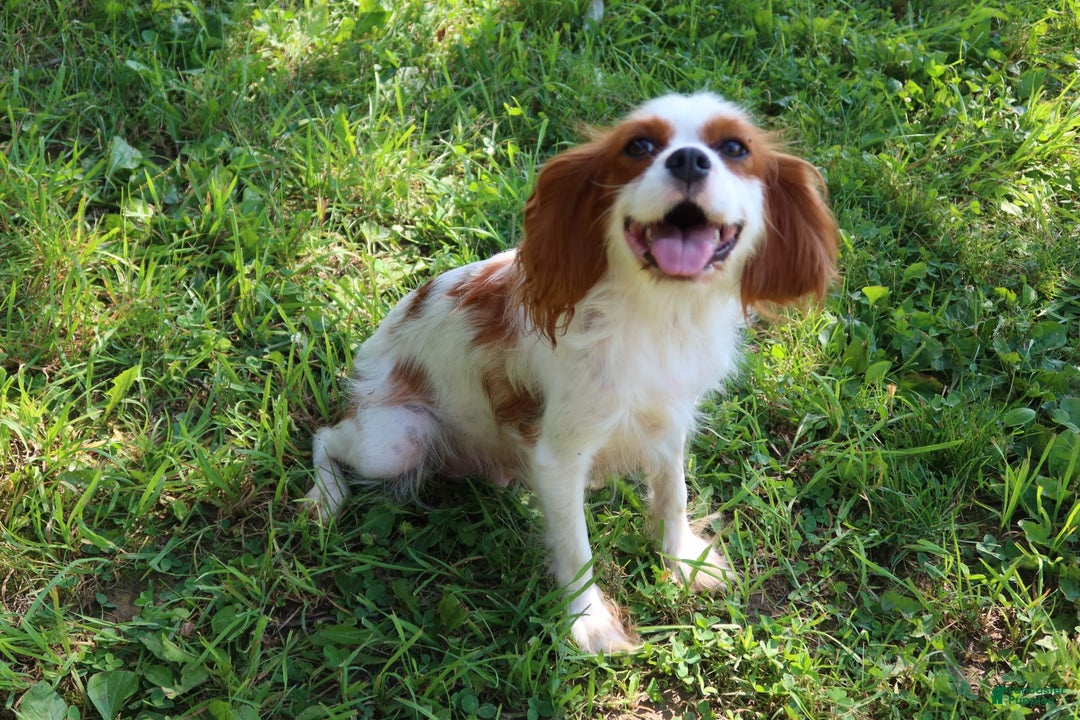 Cavalier King Charles Spaniel dogs for sale: Sage - Image 11