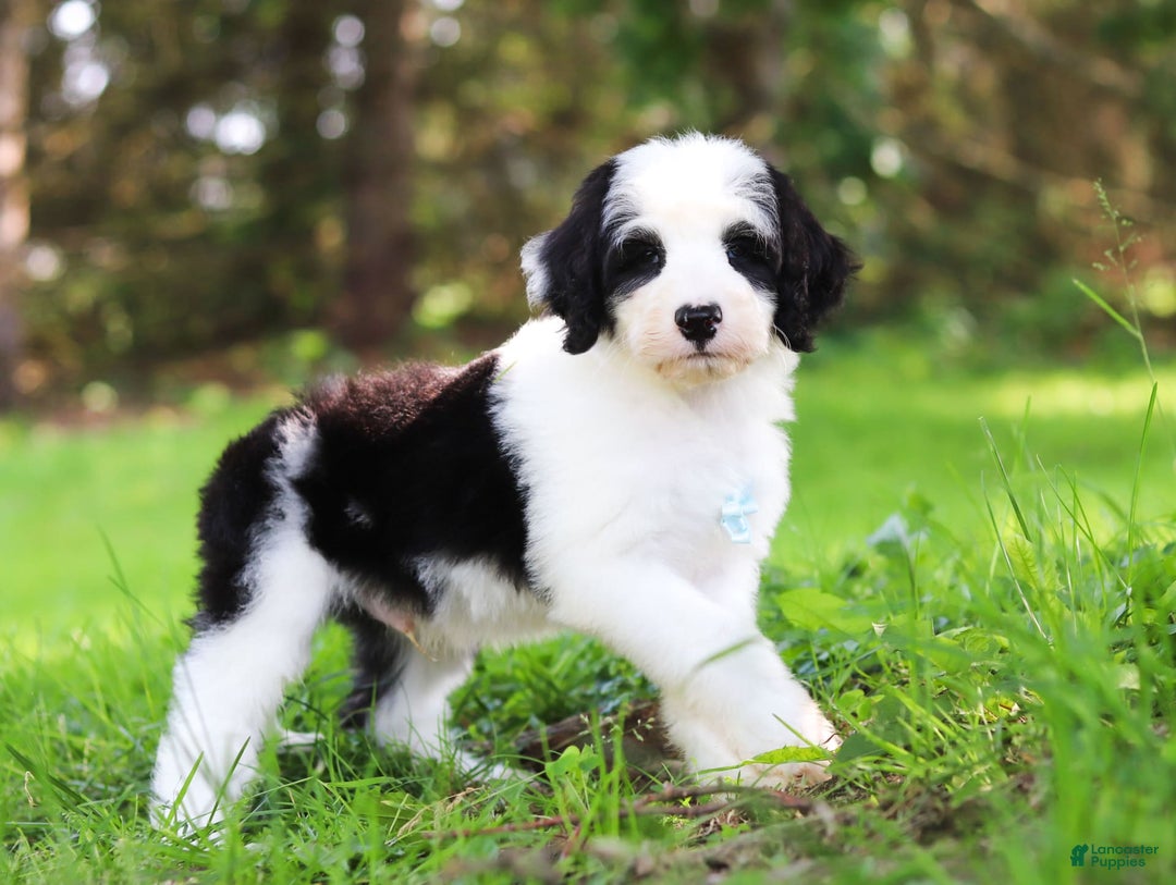 Sheepadoodle dogs for sale: Everett - Image 2