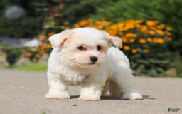 Havanese dogs for sale: Lexi - Image 13