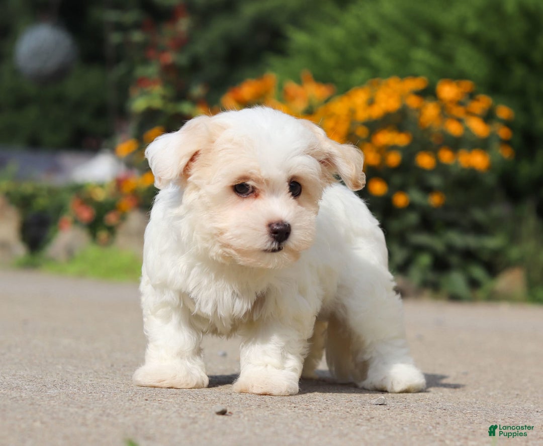 Havanese dogs for sale: Lexi - Image 13