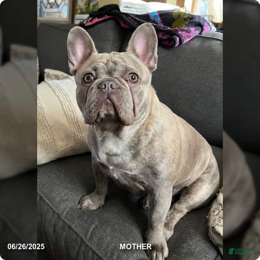 French Bulldog dogs for sale: Teddy - Image 3