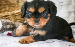 Cavalier King Charles Spaniel dogs for sale: Pluto - Image 24