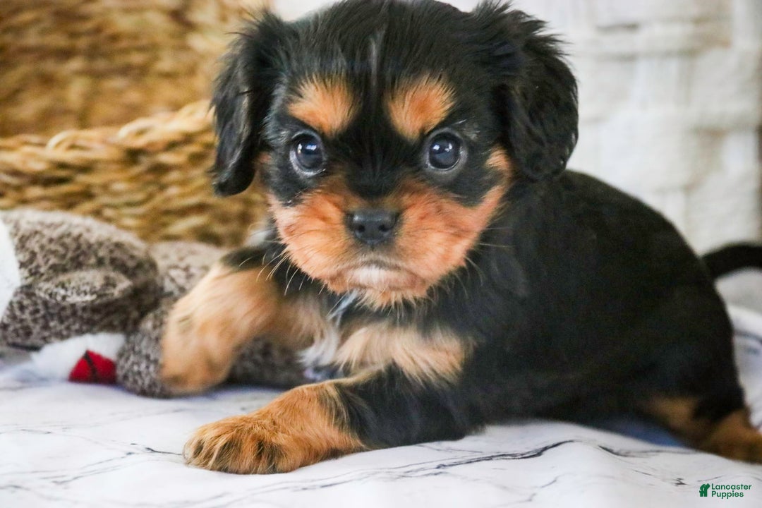 Cavalier King Charles Spaniel dogs for sale: Pluto - Image 24