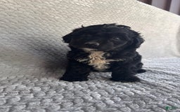 Mini Aussiedoodle dogs for sale: Hadley - Image 8