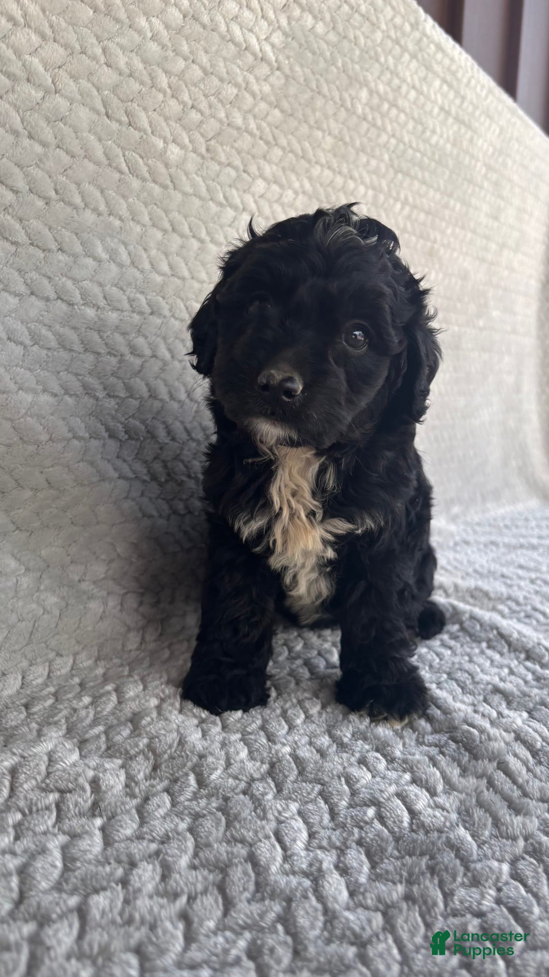 Mini Aussiedoodle dogs for sale: Hadley - Image 8