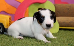 Dachshund dogs for sale: Dachshund 4 puppies - Image 14