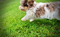 Havapoo dogs for sale: Daisy - Image 7